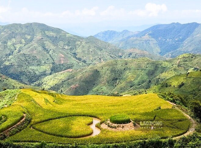 Mùa vàng Pha Luông, huyện Mộc Châu cùng với sắc xanh của núi, của trời đã tạo nên một bức tranh thiên nhiên tươi mát.