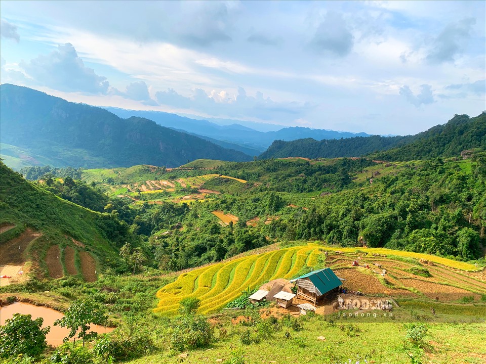 Đến với Pha Luông (Mộc Châu) bạn được ngắm nhìn bức tranh mùa vàng giữa những dãy núi hùng vĩ cao trên 2000m.