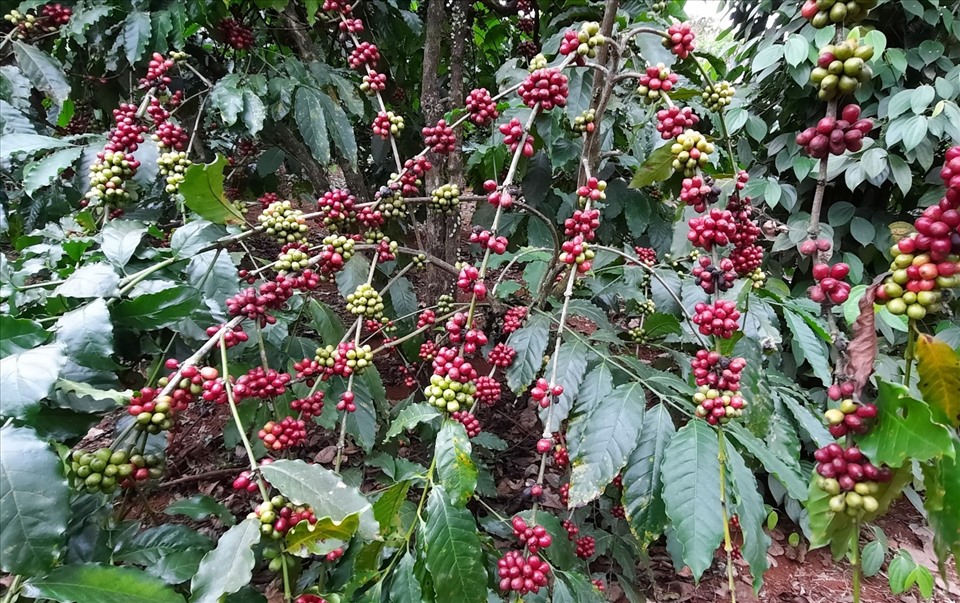 Nhiều vườn cà phê của người dân huyện Đắk R'lấp (tỉnh Đắk Nông) đã chín đỏ nhưng đang thiếu nhân công thu hái. Ảnh: Phan Tuấn