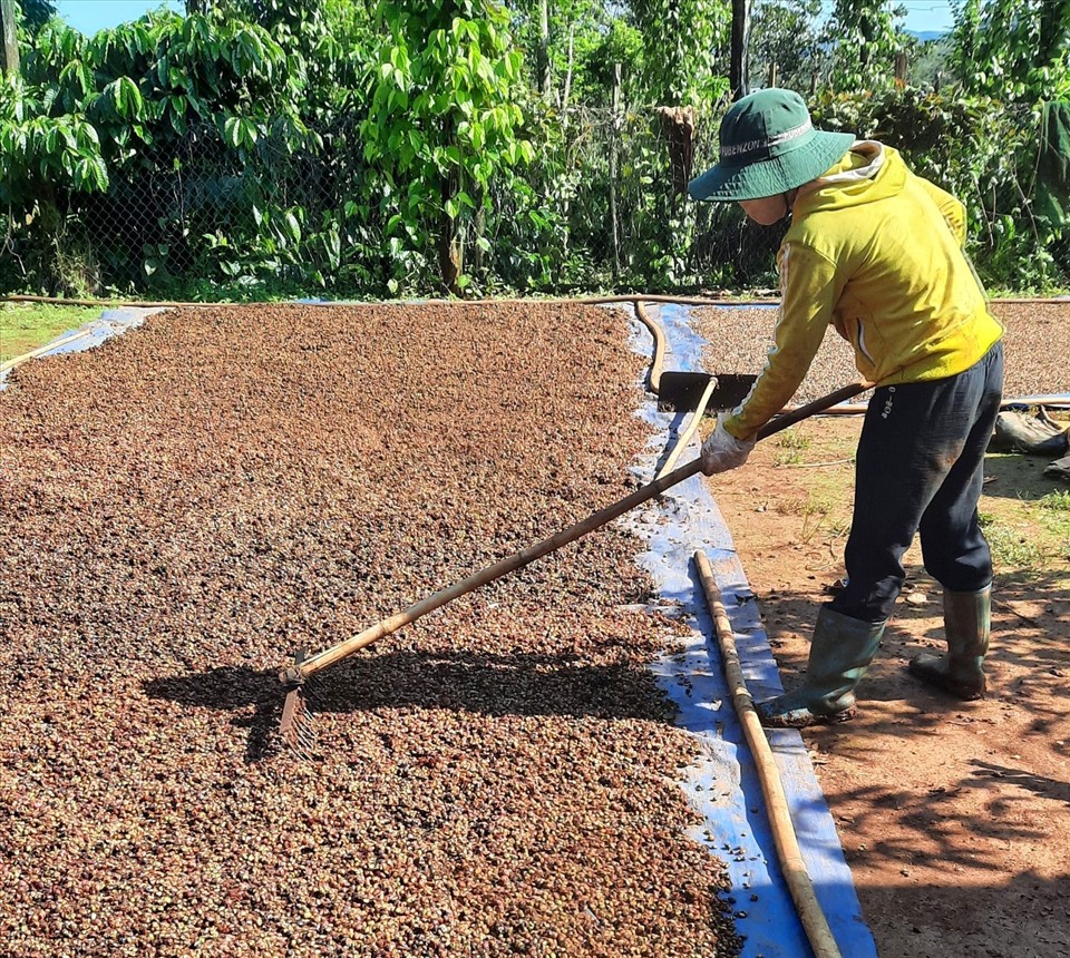 Đa phần người dân ở huyện Đắk R'lấp (tỉnh Đắk Nông) mới thu hoạch được một ít sản lượng và đang cần nhân công để đẩy nhanh tiến độ thu hoạch cà phê . Ảnh: Phan Tuấn