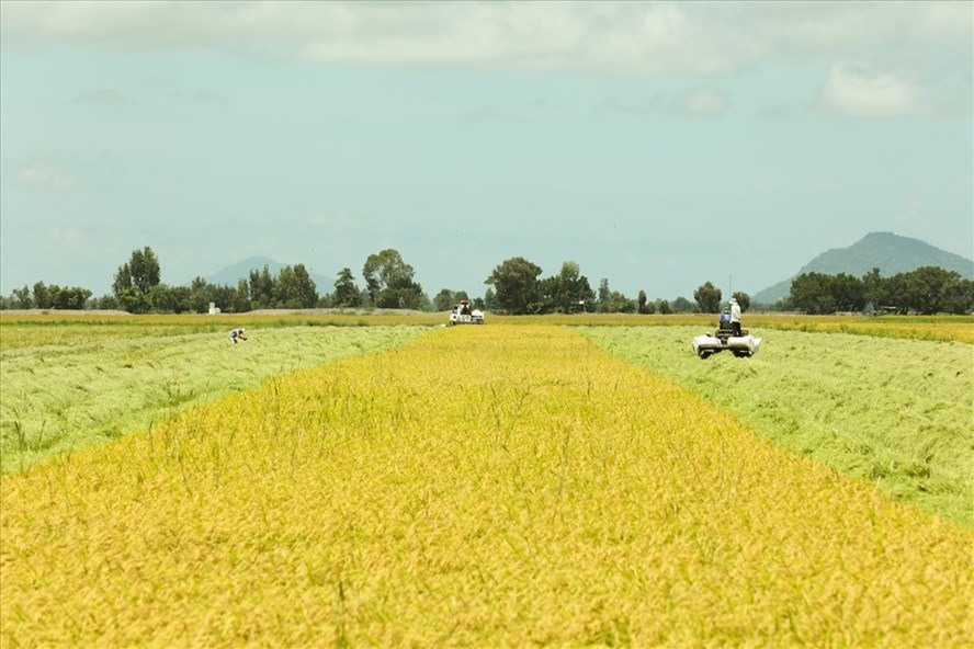 Giá phân bón tăng cao gây áp lực lên giá sản xuất lúa, khó khăn cho doanh nghiệp và nông dân. Ảnh: Tân Long