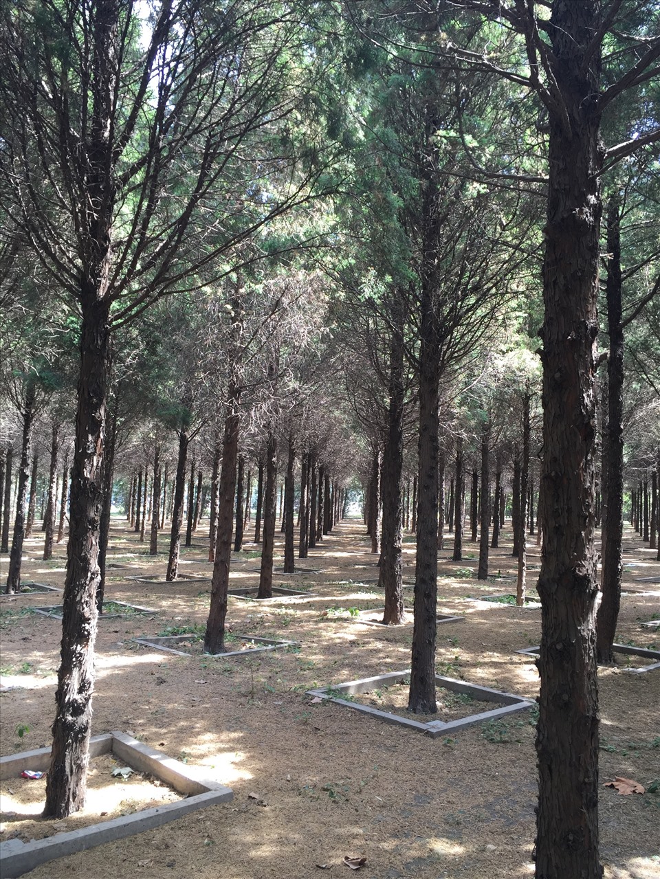 Cây bách xanh thứ 3 từ ngoài ảnh vào là cây đại diện cho Lưỡng Quốc tướng quân Nguyễn Sơn - Hồng Thủy trong Rừng Tướng quân. Ảnh: GĐCC