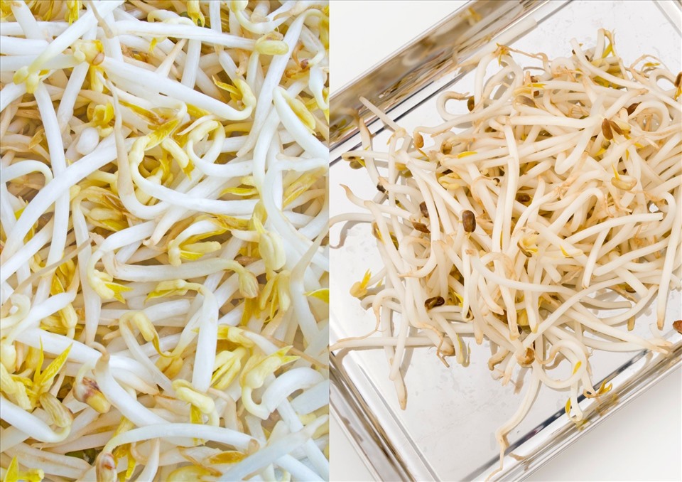 Mẹo hay bảo quản giá đỗ đơn giản. Ảnh minh họa: Hải Ngọc