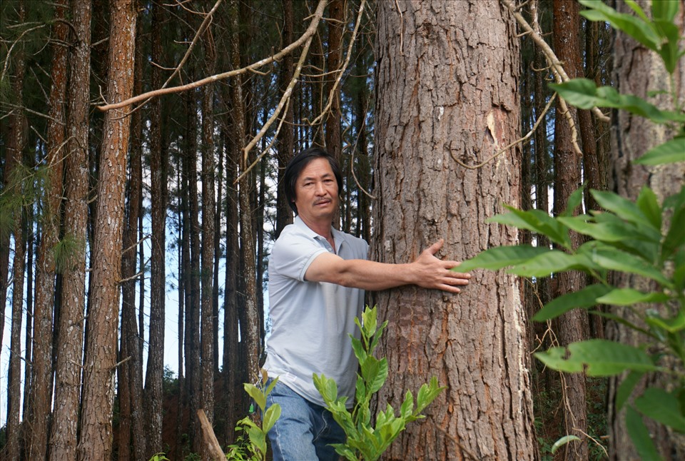 Nhiều cây thông do thầy Nam trồng có đường kính hơn 45cm. Ảnh: Phan Tuấn