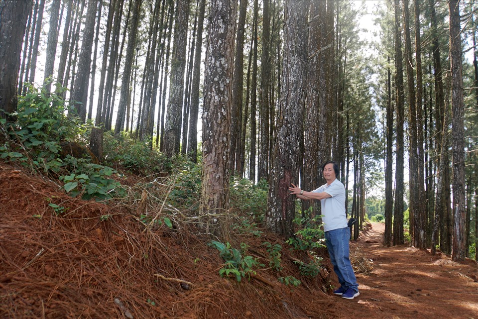 Rừng thông của thầy Nam được trồng từ năm 2004. Ảnh: Phan Tuấn