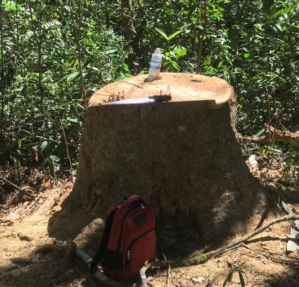 Hiện trường vụ khai thác cây gỗ dổi bị chết khô tại khu bảo tồn Kon Chư Răng. Ảnh T.T