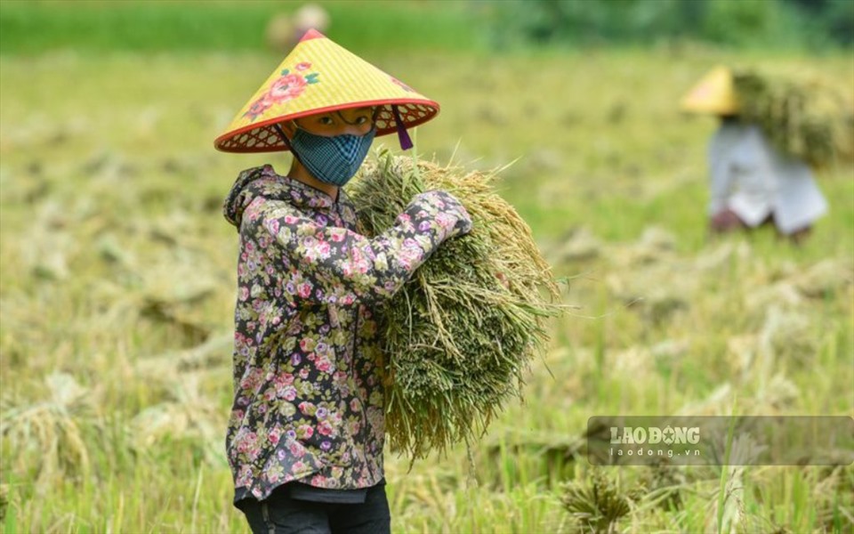 Trên các thửa ruộng bậc thang với đủ các giống lúa, nếp có, tẻ có, tạo nên một mùi thơm vô cùng quyến rũ, trong tiết trời cuối thu.