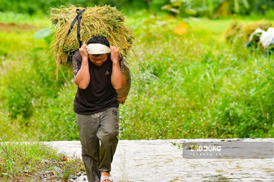 Người đàn ông gùi lúa trên lưng, mang “mùa vàng” về nhà.