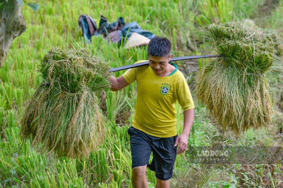 Người dân tại xã Thành Lâm (huyện Bá Thước) hối hả thu hoạch lúa trên những cánh đồng.