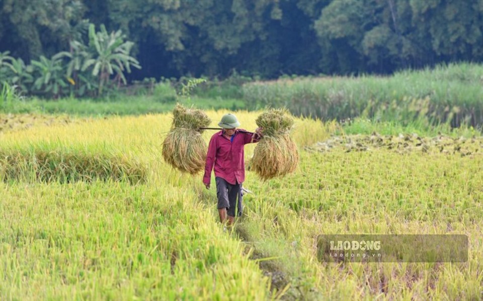 Tương tự, trên cánh đồng ở xã Ban Công (huyện Bá Thước), người dân bó thành từng bó lúa để gánh về nhà.