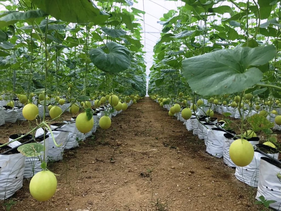 Nông nghiệp công nghệ cao tạo ra sản phẩm “xanh“. Ảnh: TL