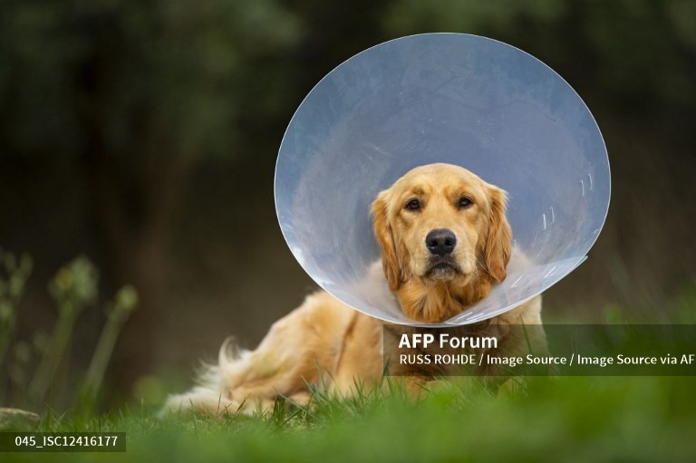 Chó. Ảnh: AFP