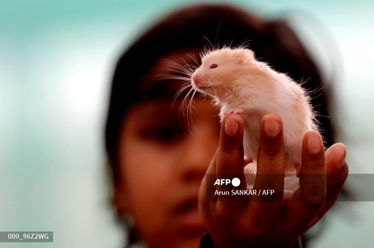 Hamster. Ảnh: AFP