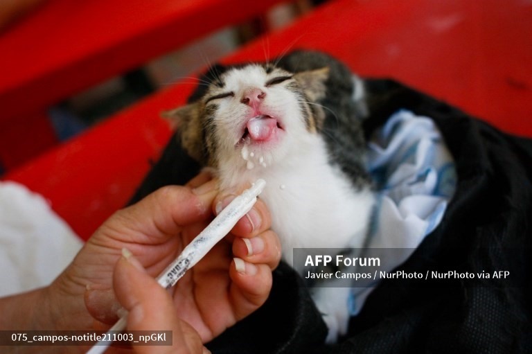 Mèo. Ảnh: AFP