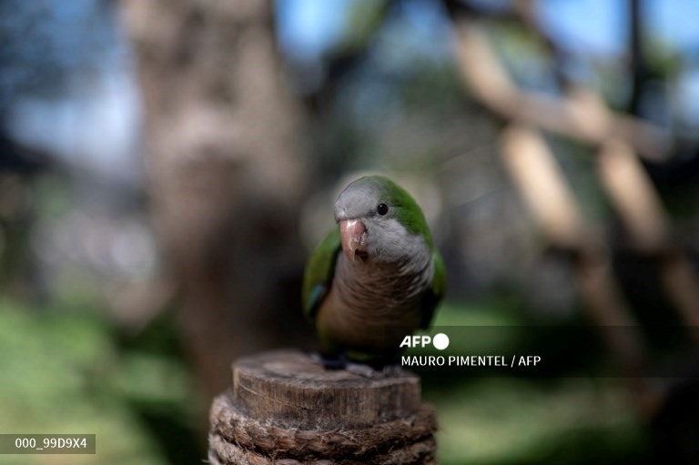 Vẹt đuôi dài. Ảnh: AFP