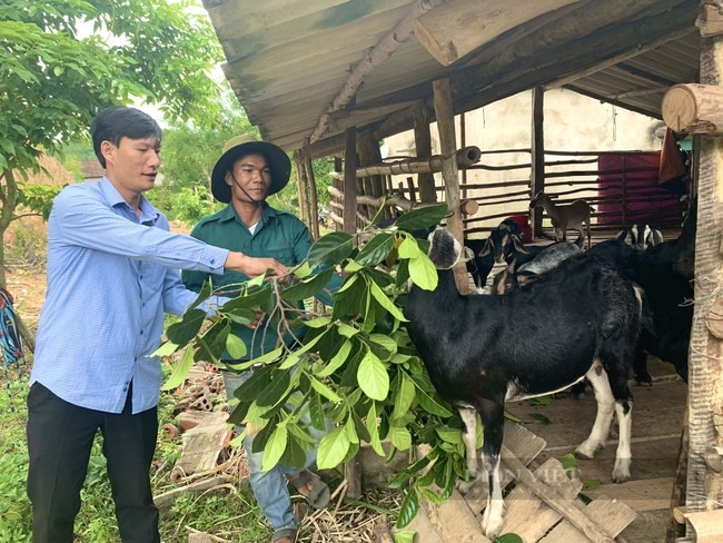 Anh Hồ Minh ở bản Lâm Ninh, xã Trường Xuân, huyện Quảng Ninh vay vốn ưu đãi phát triển chăn nuôi dê.
