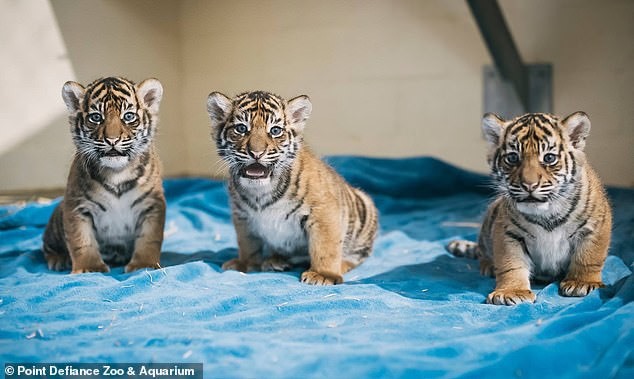 Kirana (trái) và anh chị em của nó là Dari và Indah. Ba con hổ được hổ mẹ 11 tuổi Jaya sinh vào tháng 12.2014. Ảnh:
