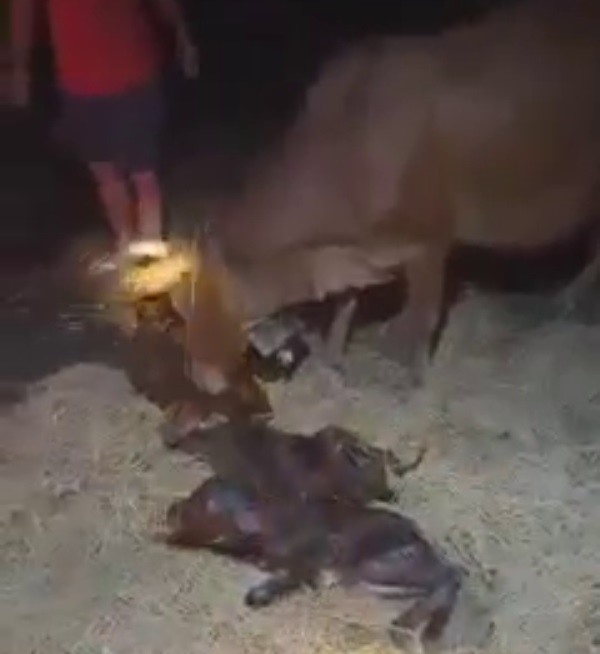 Kỳ lạ bò mẹ đẻ 3 con ở Thanh Hóa. Ảnh: Cắt từ video