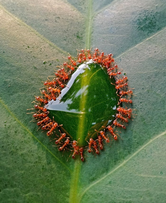 Bức ảnh “một cuộc tụ tập tí hon” lọt danh sách những bức ảnh ấn tượng. Những con kiến tụ tập để thưởng thức một vài giọt siro trên lá. Ảnh: John Ishide Bulanadi/Hiệp hội Sinh học Hoàng gia Anh