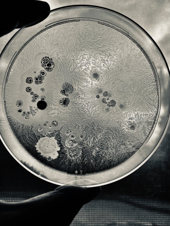 Bức ảnh - giành giải á quân - cho thấy Bacillus subtilis được nuôi trên một đĩa dextrose agar. Bacillus subtilis là tên khoa học của trực khuẩn suptilit, còn dextrose agar là môi trường được sử dụng rộng rãi nhất để nuôi nấm và vi khuẩn. Ảnh: Alice Feng/Hiệp hội Sinh học Hoàng gia Anh
