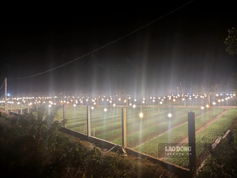 Khi đêm xuống, hàng nghìn bóng điện đồng loạt bật làm sáng rực cả một vùng rộng lớn.