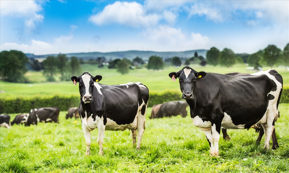 Những cô bò được ăn cỏ tự nhiên, dạo chơi quanh năm trên những cánh đồng mênh mông tại New Zealand