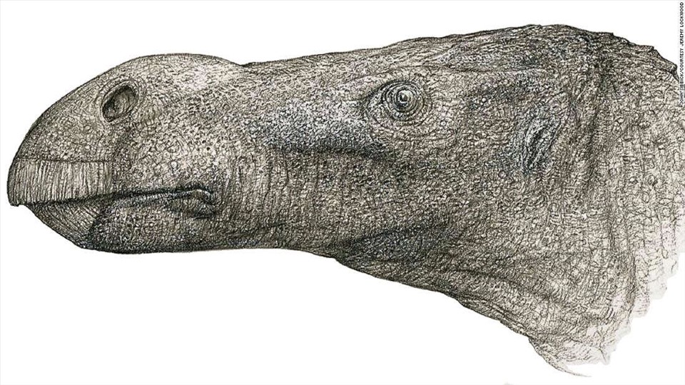 Loài khủng long mới có mũi dài và tròn. Ảnh: Jeremy Lockwood