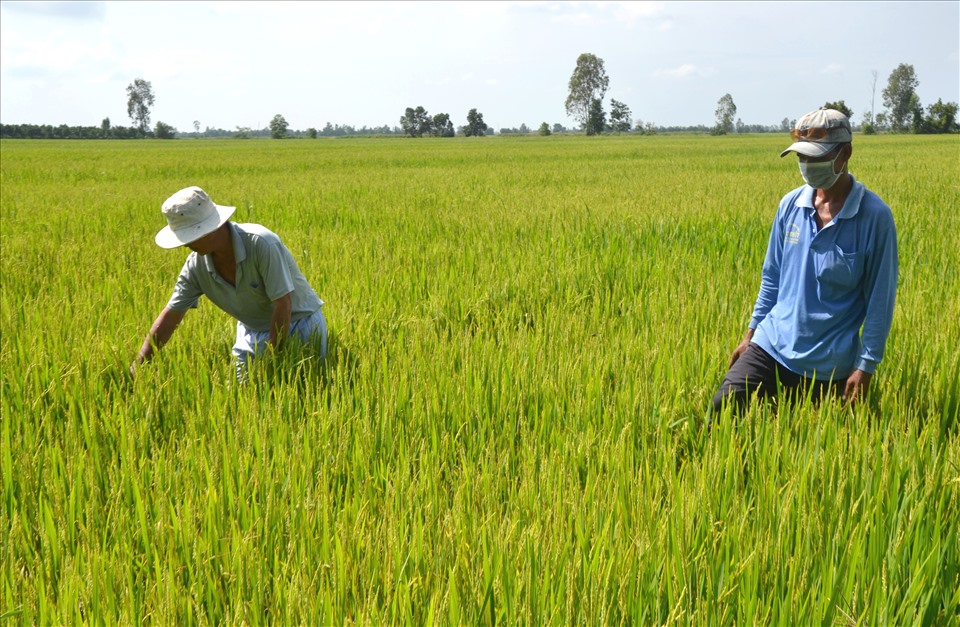Sản xuất nông nghiệp, nhất là trồng lúa đang gặp nhiều khó khăn do giá vật tư nông nghiệp tăng cao. Ảnh: LT