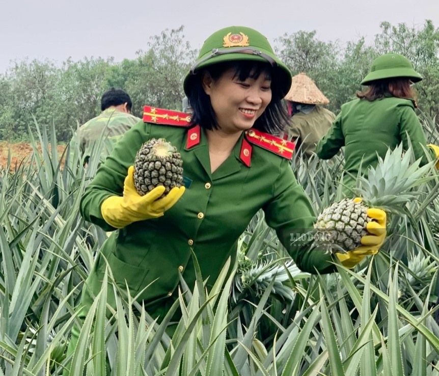 Niềm vui của những nữ cán bộ, chiến sĩ Công an Ninh Bình khi giúp dân thu hoạch dứa. Ảnh: NT
