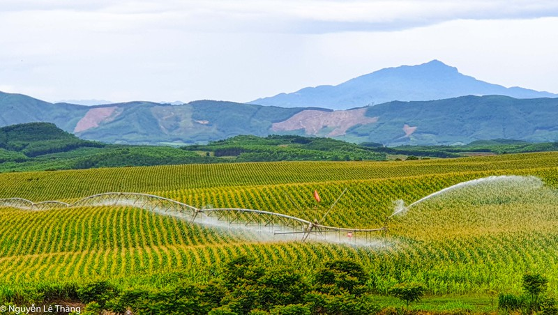 Thiết bị máy móc hiện đại hàng đầu thế giới hoạt động trên những cánh đồng nguyên liệu của trang trại TH - Ảnh: TH