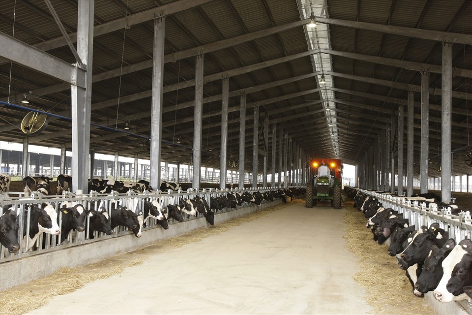 Trang trại bò sữa ứng dụng công nghệ cao trong chăn nuôi của Tập đoàn TH tại Nghĩa Đàn – Nghệ An.