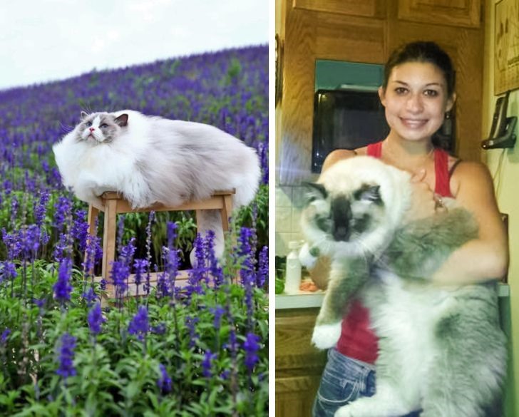 5. Mèo Ragdoll: Mèo Ragdoll có thể nặng tới 24 pounds, khoảng 10,9 kg. Giống mèo này cực kỳ thông minh và có trí nhớ tốt. Ngoài ra, chúng còn vô cùng thân thiện với con người.