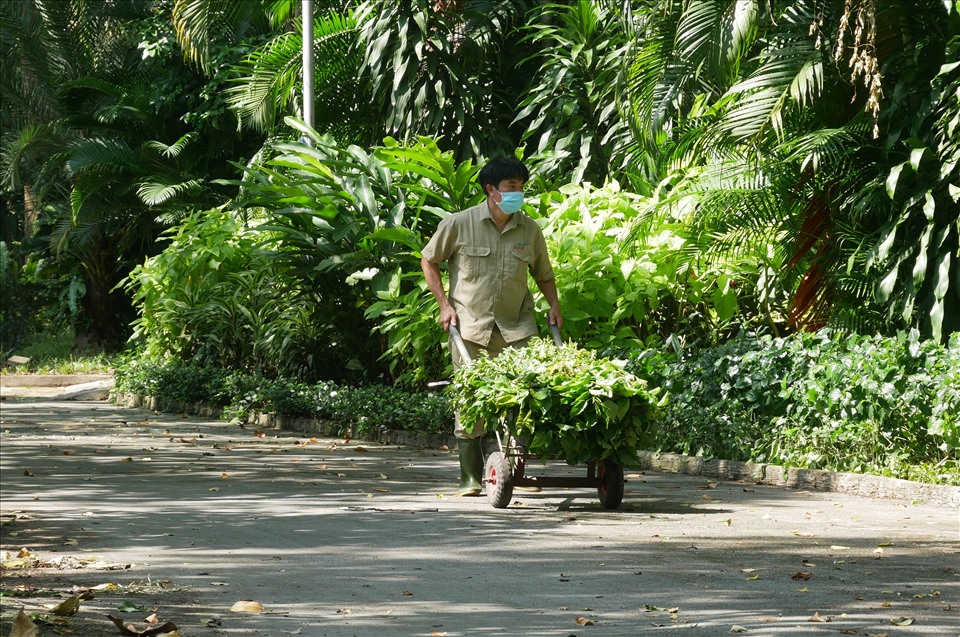 Ông Phạm Văn Tân - Giám đốc Công ty TNHH MTV Thảo Cầm Viên Sài Gòn cho biết những ngày gần đây tất cả các công nhân viên của Thảo Cầm Viên ở các xí nghiệp động vật, thực vật và các tổ chuyên môn đều dốc sức dọn dẹp, chuẩn bị cảnh quang sạch sẽ nhất để đón khách.