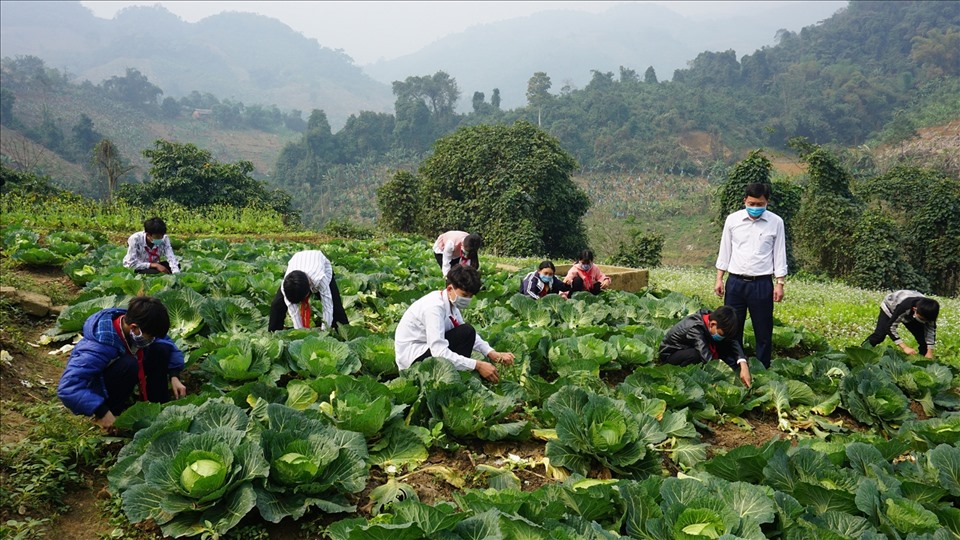 Nhiều trường học tại tỉnh Lào Cai chủ động trồng thêm rau màu tăng chất lượng bữa ăn cho các em học sinh bán trú. Ảnh: CTV.