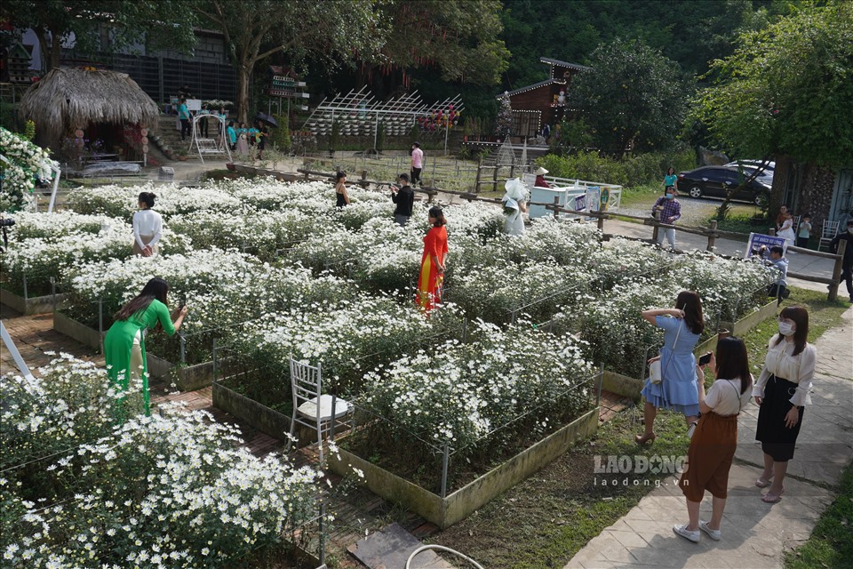 Mỗi ngày vườn hoa đón đến cả trăm lượt khách.