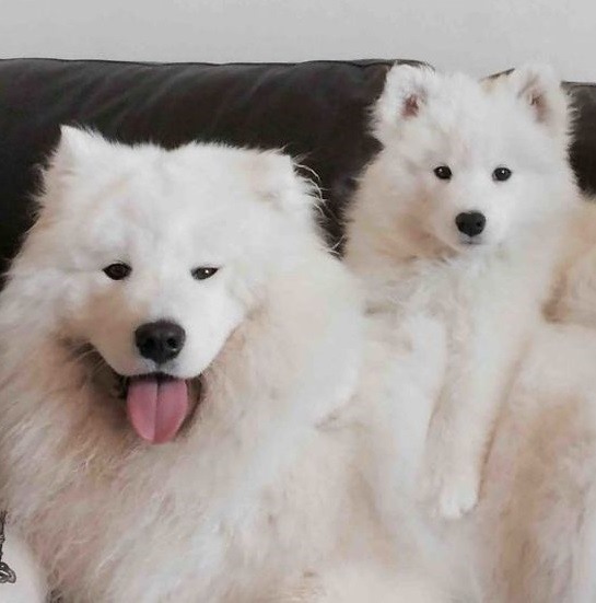 Chó Samoyed: được mọi người yêu thích nhờ bộ lông trắng tinh cùng với vẻ ngoài dễ thương, đáng yêu. Chúng rất thân thiện, gần gũi với con người, đặc biệt là trẻ em. Hơn nữa giống chó này rất thông minh và thích vận động, đôi khi thì nũng nịu với những biểu cảm cực kì đáng yêu. Nguồn ảnh: BrightSide.