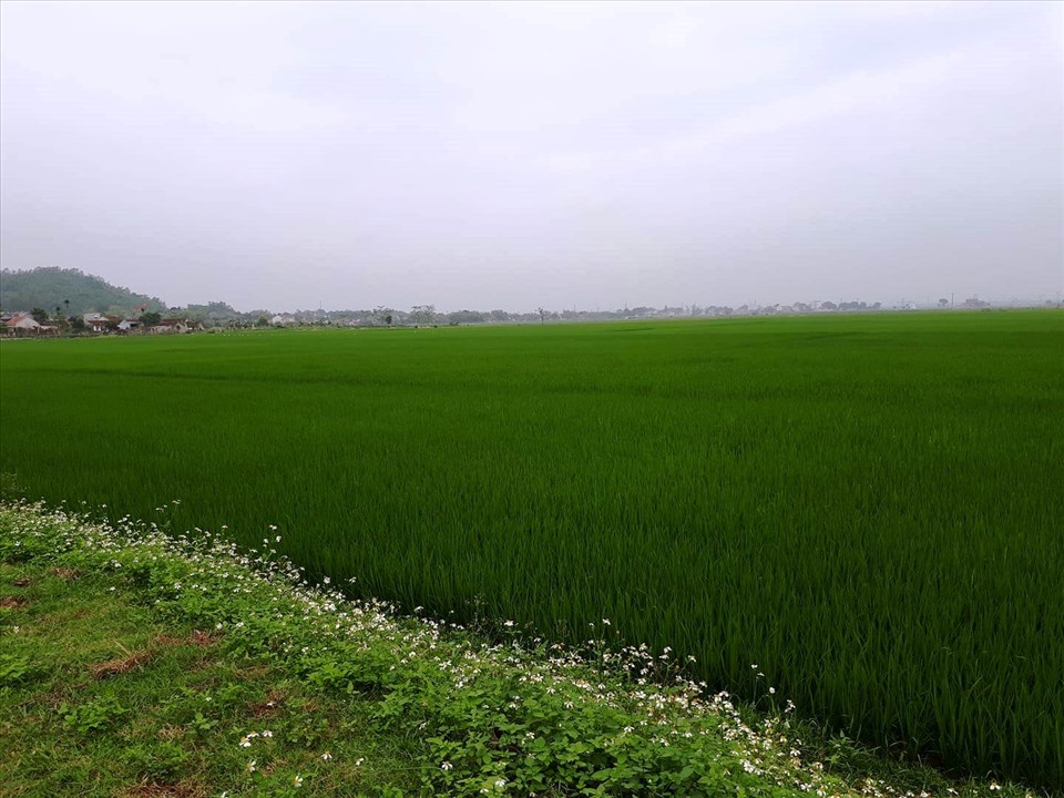 Mô hình Ruộng lúa bờ hoa ở Bà RịaVũng Tàu vì sao chết yểu   baotintucvn