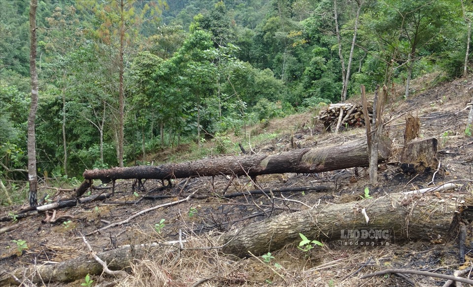 Nhiều cánh rừng bị thiêu đốt, nhiều khu vực bị tàn phá nặng nề.