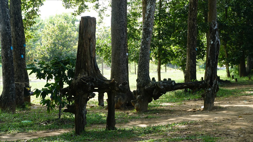 Không ít cây có bộ rễ lớn nhiều vòng tay người ôm, tạo thành các hang hốc đủ rộng để người chui lọt.