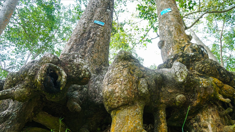 Rễ cây cổ thụ trồi lên trên mặt đất từ 1- 2m trông rất đẹp mắt.