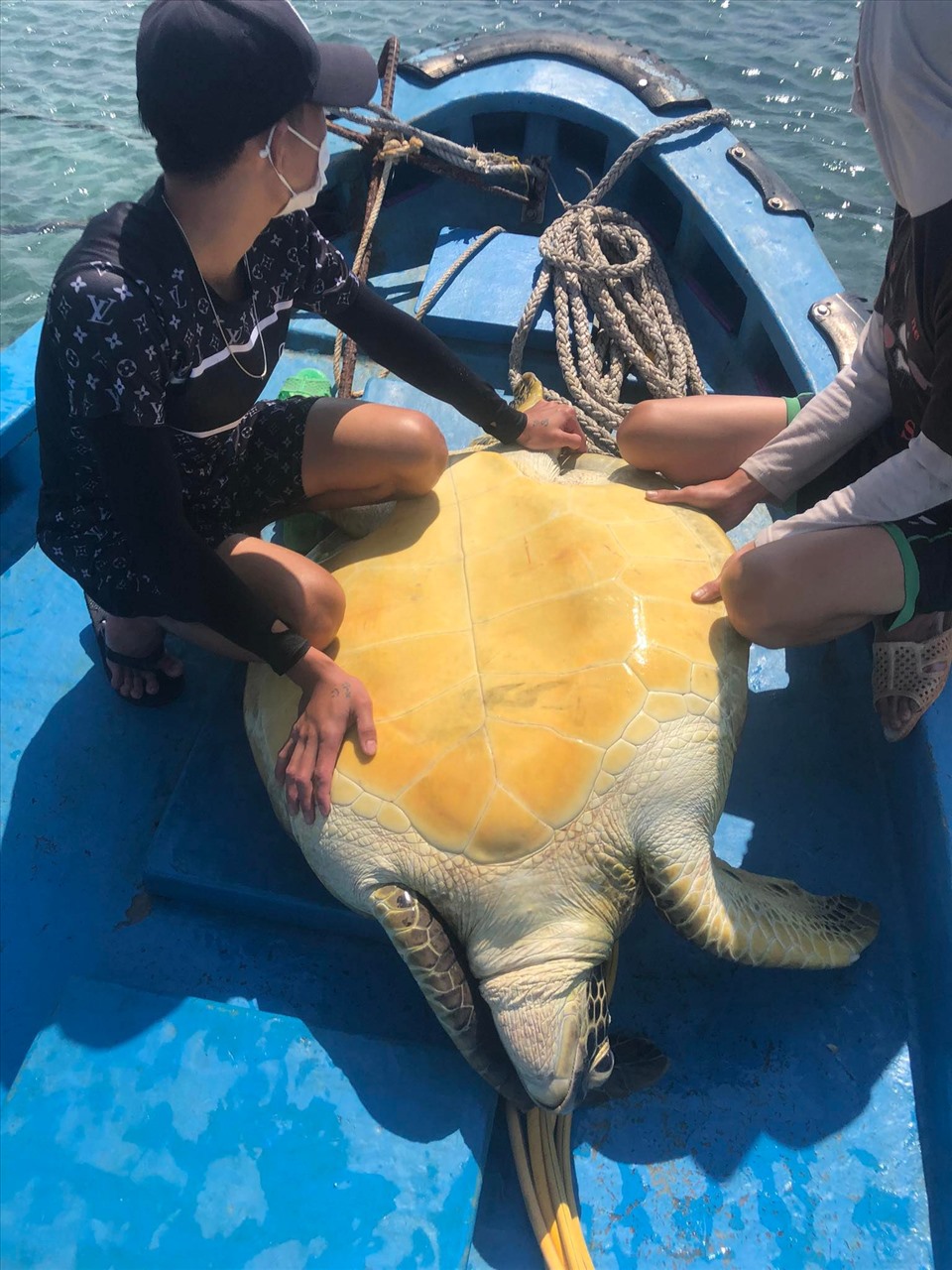 Cá thể rùa biển được đưa lên thuyền chở ra khơi thả về biển. Ảnh: TT
