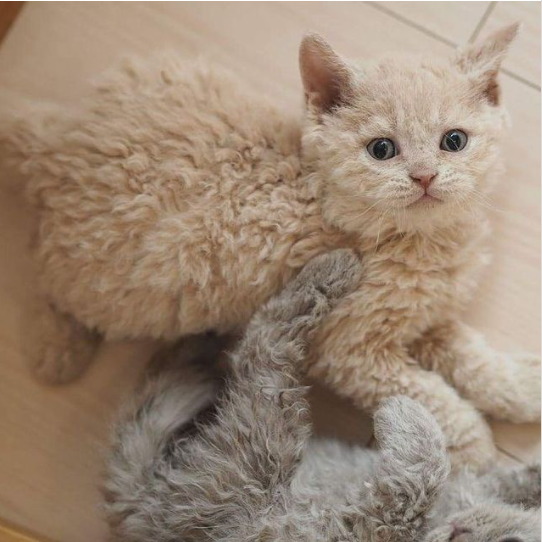 3. Mèo LaPerm: Mèo LaPerm được công nhận là một giống mèo trên thế giới từ năm 2002. Chúng gây ấn tượng bởi bộ lông xoăn đặc biệt, đôi mắt to tròn và vẻ ngoài ngây thơ. Rất nhiều người mong muốn sở hữu giống mèo đáng yêu này. Ảnh: Brightside.