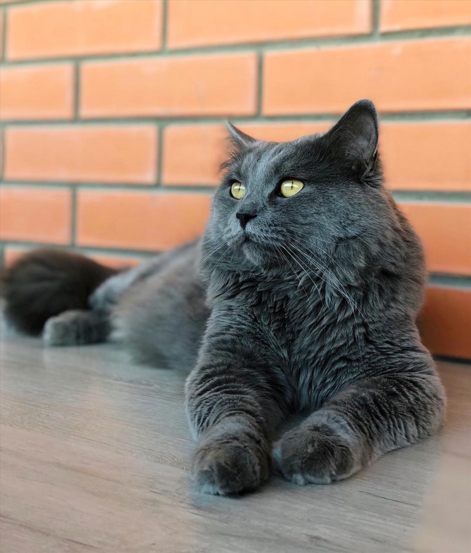 2. Mèo Nebelung: Đây là giống mèo có nguồn gốc từ mèo Nga mắt xanh. Những chú mèo Nebelung có vẻ khá “hung hăng” với người lạ nhưng lại cực thân thiện và yêu thương chủ của mình. Một điều đặc biệt khác là giống mèo này có tiếng kêu trầm lạ. Ảnh: Brightside.
