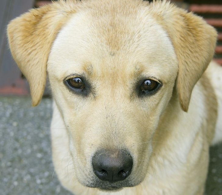 4. Chó Labrador: Giống chó này thường được gọi với tên thân thuộc là Lab. Chúng rất thích được vuốt ve và luôn cố gắng thu hút sự chú ý của con người. Chó Lab ít bị kích động, vì thế, chúng rất phù hợp với những gia đình có trẻ em. Ảnh: Brightside.
