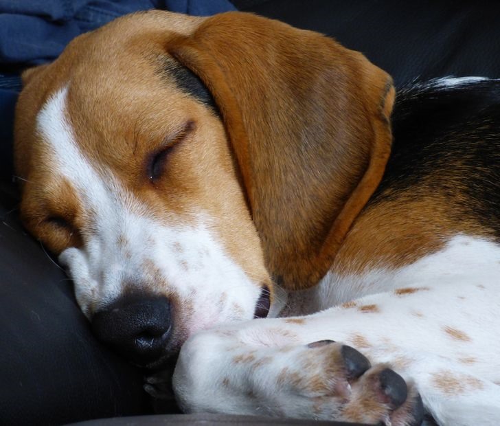 5. Chó Beagle: Có bản tính hiền lành, thân thiện và trung thành, chó Beagle có thể giúp bạn trông nom con cái. Chúng cũng rất cởi mở nên phù hợp với các gia đình có nhiều thành viên. Ngoài ra, kích thước bé nhỏ giúp chúng dễ hòa nhập và chơi đùa với trẻ nhỏ. Ảnh: Brightside.