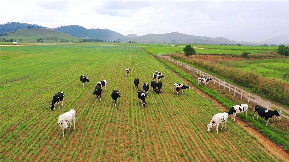 Trang trại bò sữa lớn nhất Việt Nam