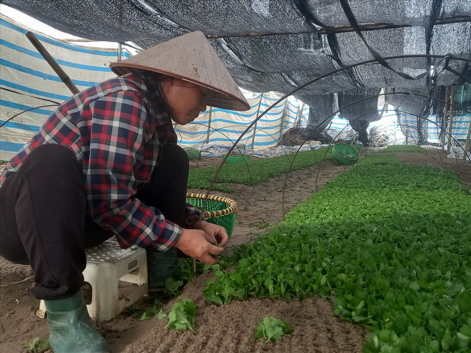 Bà Nguyễn Thị Năm đang tiến hành chăm bón những luống hoa mầm. Ảnh: Bích Lộc