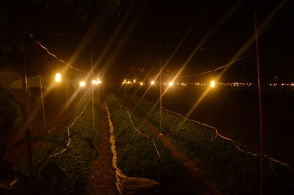 Những chiếc bóng đèn được lắp theo đúng khoảng cách và độ cao giúp cây trồng phát triển tốt nhất. Ảnh: Bích Lộc