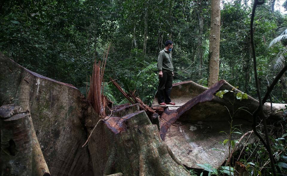 Một cây gỗ thuộc nhóm 3 có đường kính gần 1 mét, chiều dài hơn 30 mét bị các đối tượng cưa hạ tại tọa độ X0548539 Y1860072, tiểu khu 645 trong Khu bảo tồn thiên nhiên Bắc Hướng Hóa.