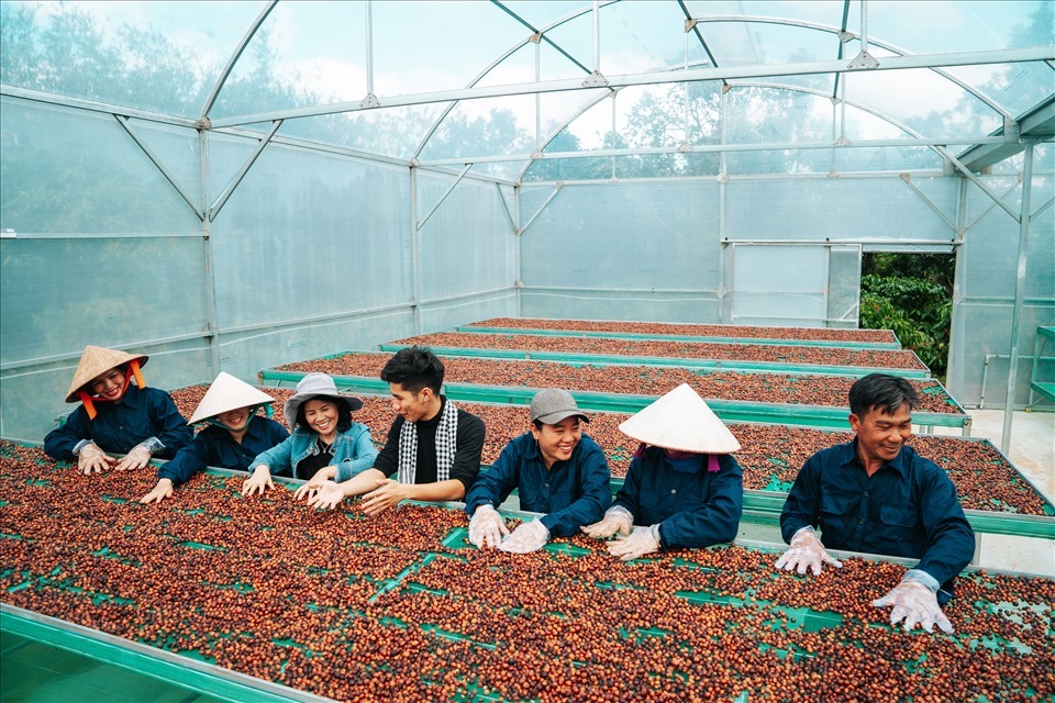 Người dân tỉnh Đắk Lắk thu hoạch cà phê (Ảnh chụp trước thời điểm dịch COVID-19 bùng phát). Ảnh: B.T